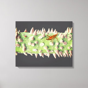 The trunk of a Floss Silk Tree (Ceiba speciosa) Canvas Print