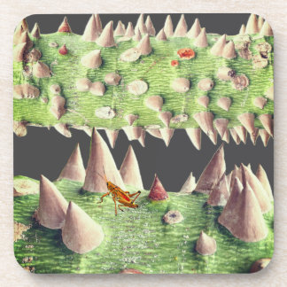 The trunk of a Floss Silk Tree (Ceiba speciosa) Coaster