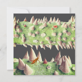 The trunk of a Floss Silk Tree (Ceiba speciosa) Holiday Card