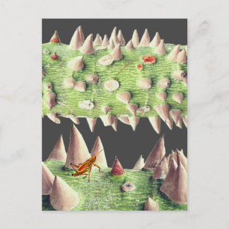 The trunk of a Floss Silk Tree (Ceiba speciosa) Holiday Postcard