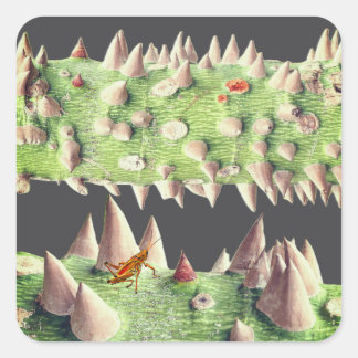 The trunk of a Floss Silk Tree (Ceiba speciosa) Square Sticker