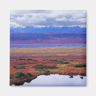 The tundra of Denali National Park in the late Magnet