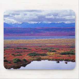 The tundra of Denali National Park in the late Mouse Mat