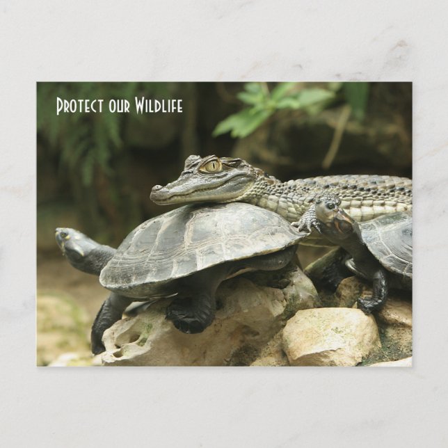 The Turtle and the Crocodile Post Card (Front)