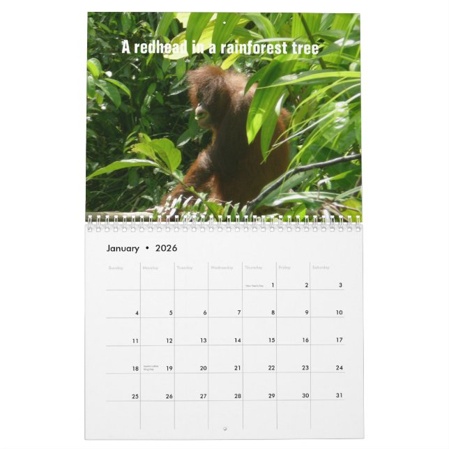 The Twelve Days of Christmas by orangutans Calendar (Jan 2026)