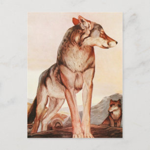 The Two Jungle Books: Akela, the Lone Wolf Postcard