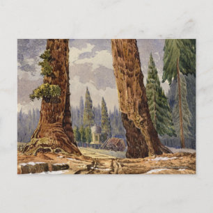 The Two Sentinels, at the Grove of Big Trees Postcard
