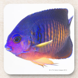 The two-spined angelfish coaster