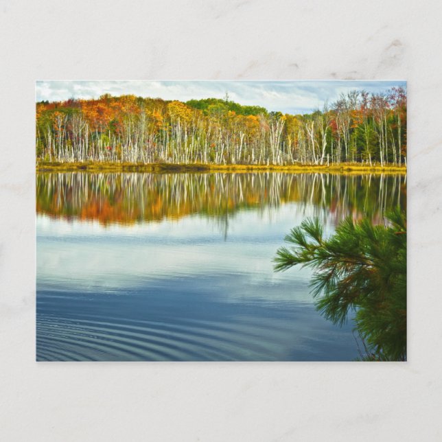 The U. P.: Autumn Birch Tree Reflections Postcard (Front)