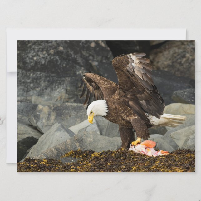 The Ultimate Bald Eagle (Front)