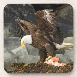 The Ultimate Bald Eagle Coaster