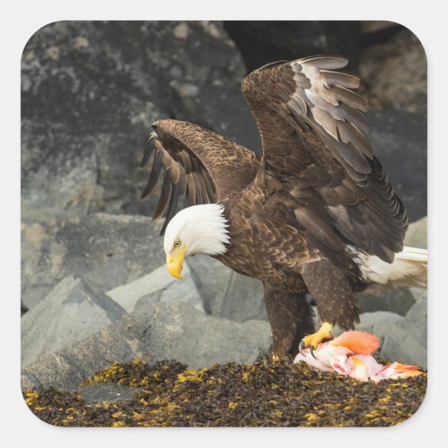The Ultimate Bald Eagle Square Sticker (Front)