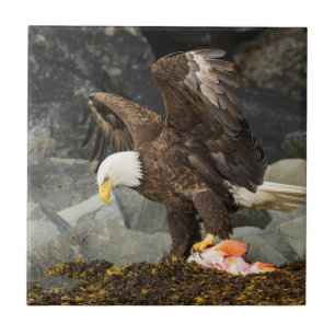 The Ultimate Bald Eagle Tile