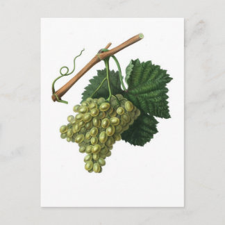 The Verdelho grape Postcard