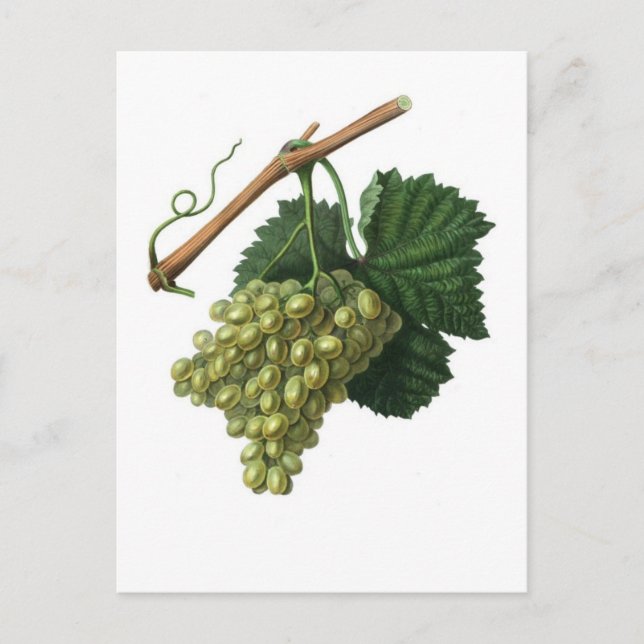 The Verdelho grape Postcard (Front)