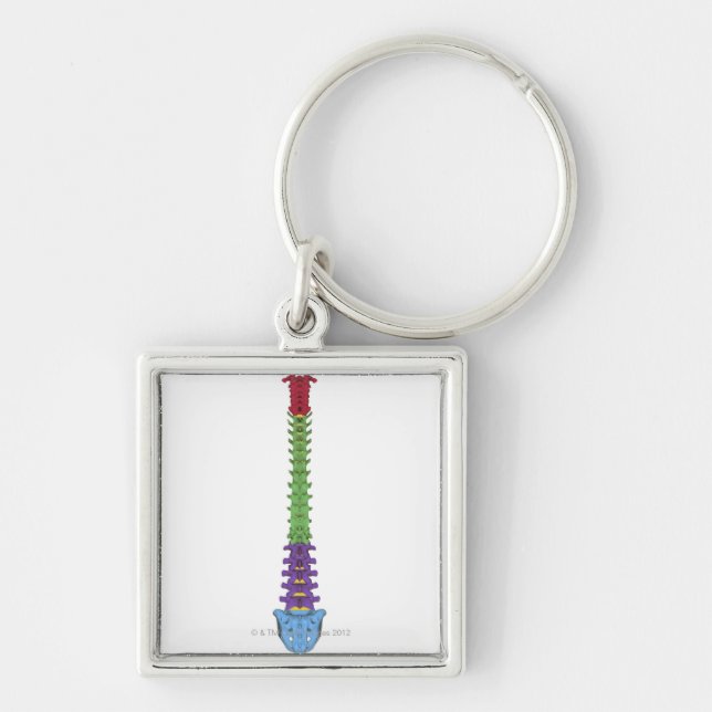 The Vertebral Column 2 Key Ring (Front)