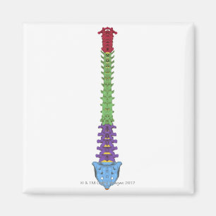 The Vertebral Column 2 Magnet