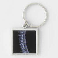 The Vertebral Column 3