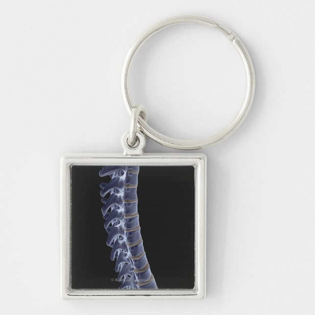 The Vertebral Column 3 Key Ring (Front)