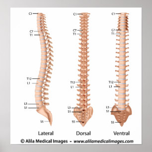 The vertebral column all views, labeled drawing. poster
