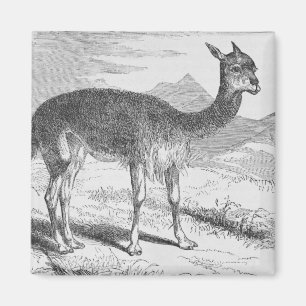 The Vicuna at the Rio de Azufre Magnet