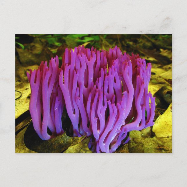 The Violet Coral Fungus Clavaria Zollingeri Postcard (Front)