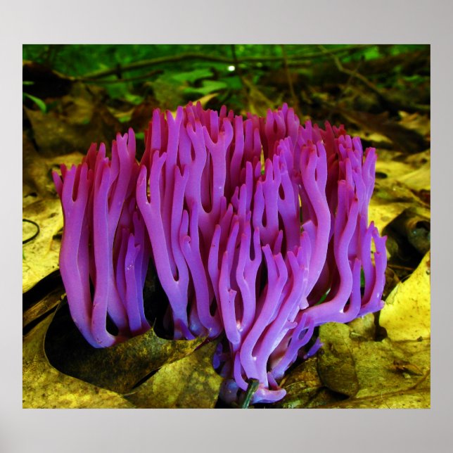The Violet Coral Fungus Clavaria Zollingeri Poster (Front)
