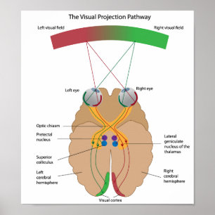 The visual projection pathway Poster
