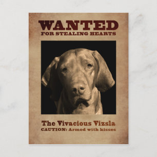 The Vivacious Vizsla Postcard