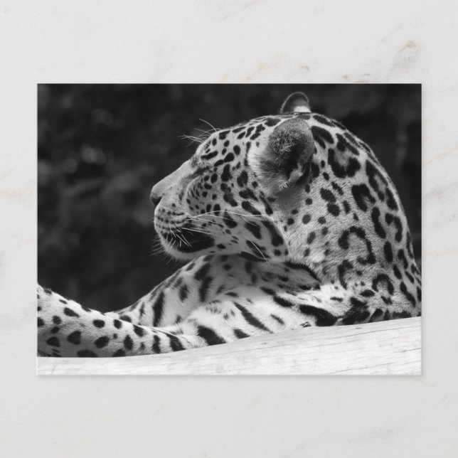 "The Waking Leopard" Postcard (Front)
