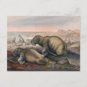 The Walrus by Joseph Wolf Postcard