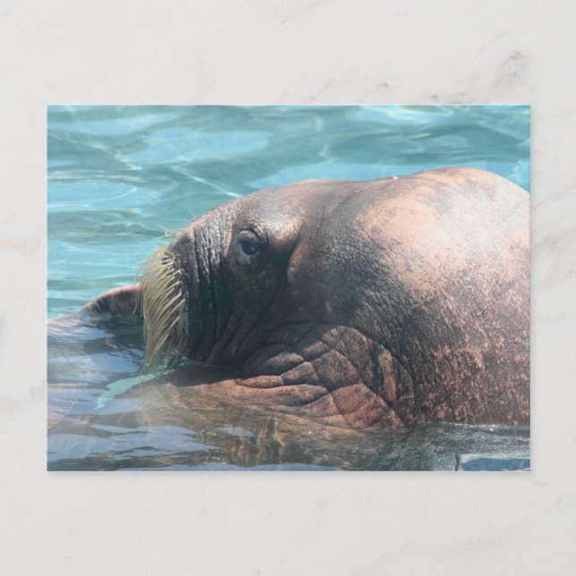 The Walrus Postcard (Front)