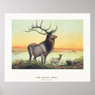 The Wapiti Deer Poster
