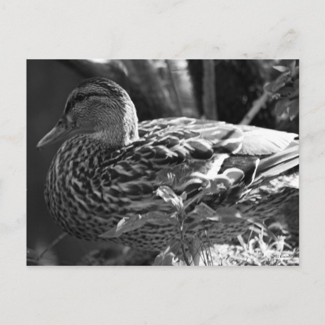 The Watcher Postcard (Front)