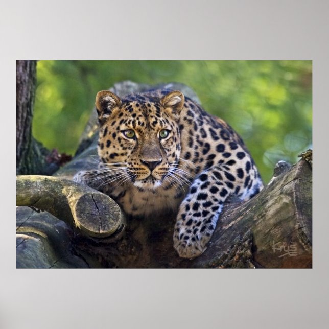 The Watcher Print (Front)