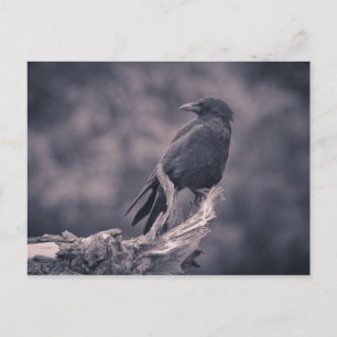 The watching Crow Postcard