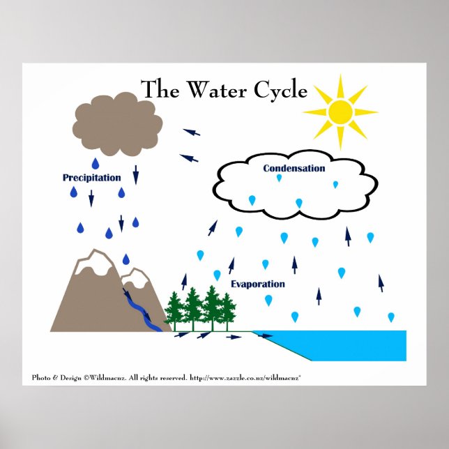The water cycle poster (Front)