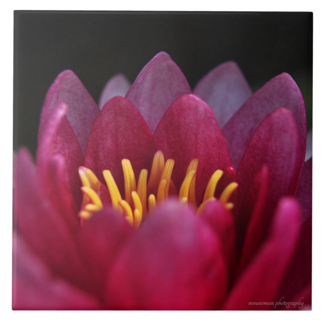 The Water Lily Tile (Front)