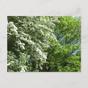 The Wedding of the Oak King and the Queen of May Postcard