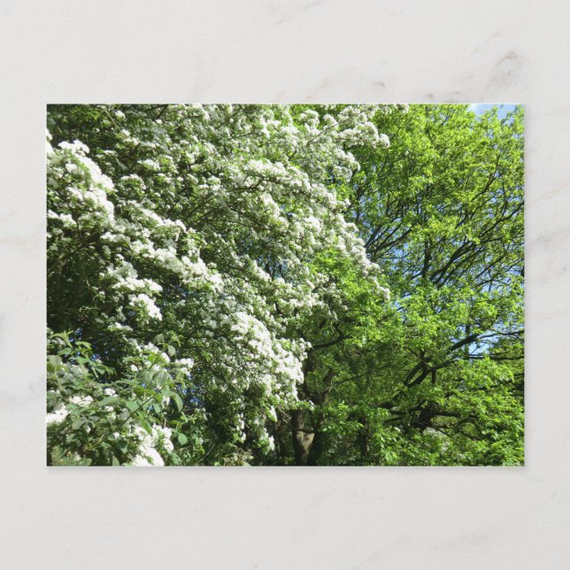 The Wedding of the Oak King and the Queen of May Postcard (Front)