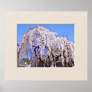 The Weeping Cherry Tree: Himuro Shrine Poster