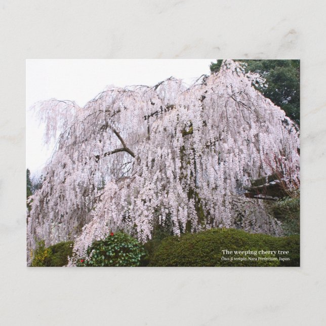 The weeping cherry tree, Ōno-ji temple Postcard (Front)
