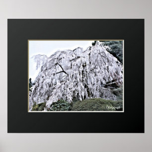 The Weeping Cherry Tree: Ōno-ji temple Poster