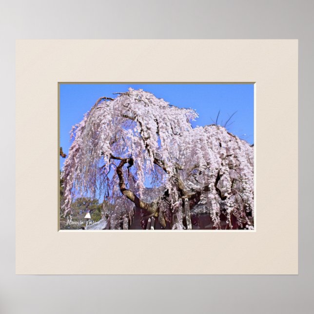 The Weeping Cherry Tree Poster (Front)
