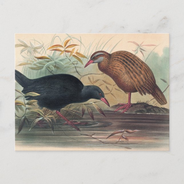 The Weka Rail by Joseph Wolf Postcard (Front)