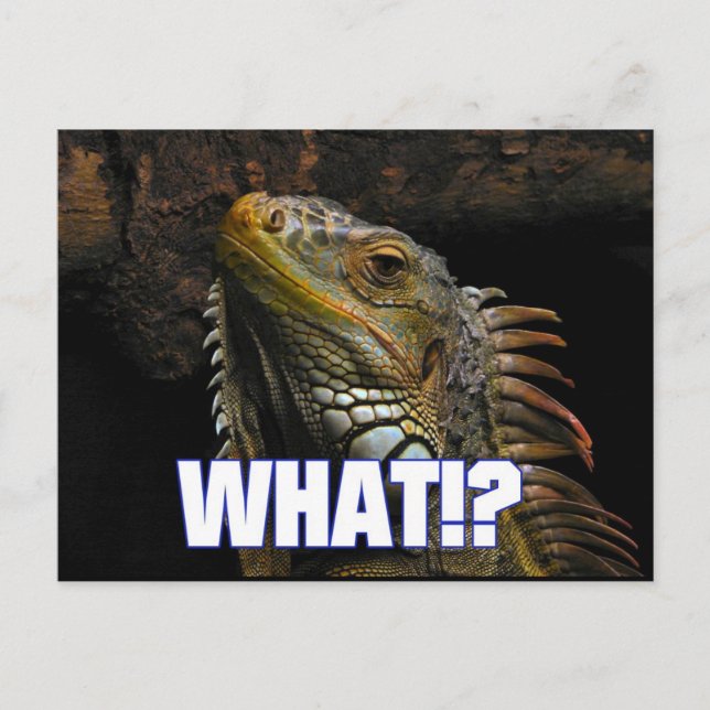 The What!? Iguana Postcard (Front)