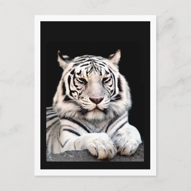 The White Bengal Tiger Postcard (Front)