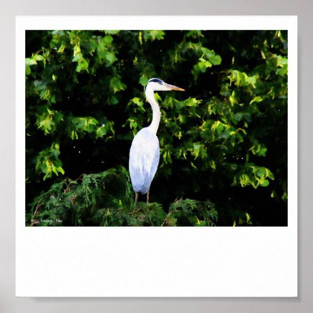 The White Bird Print (Front)