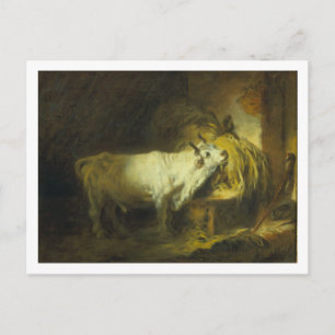 The White Bull in the Stable (oil on canvas) Postcard