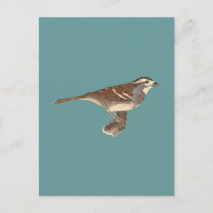 The White-crowned Sparrow (Fringilla leucophrys) Postcard